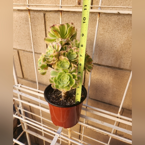 Aeonium Florecens Variegated | Tree Bonsi Cluster 6" Pot - Picture 12 of 13